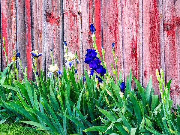 Gulin, Sylvia 아티스트의 USA-Washington State-Kamiak Butte-Palouse Bearded Iris along side a wooden barn작품입니다.
